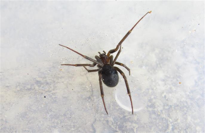 Steatoda grossa - Portogallo